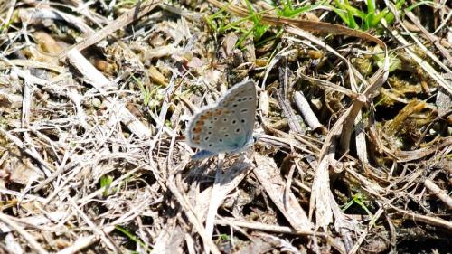 Polyommatus icarus